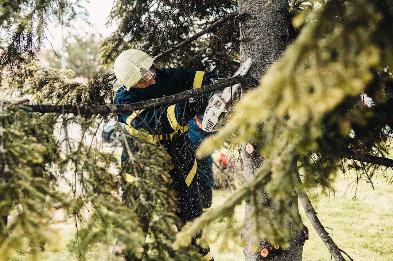 The Steps Involved in Our Tree Care Process in Summit Park, UT